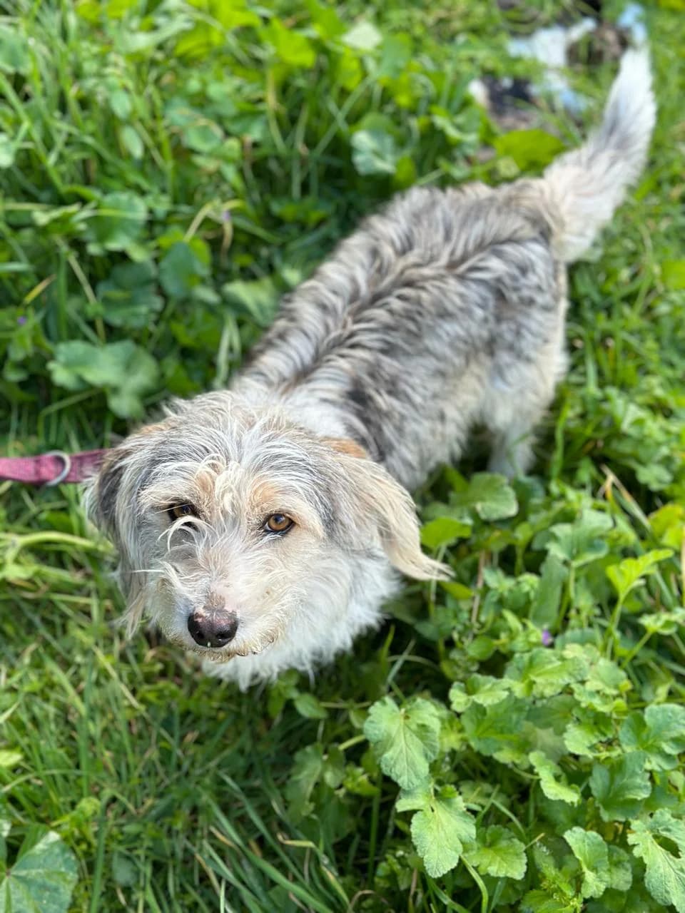 Fido,  Mixed Breed for adoption at ZEIL — Ζωοφιλική Ένωση Ηλιούπολης, Helioupoli (Athens)