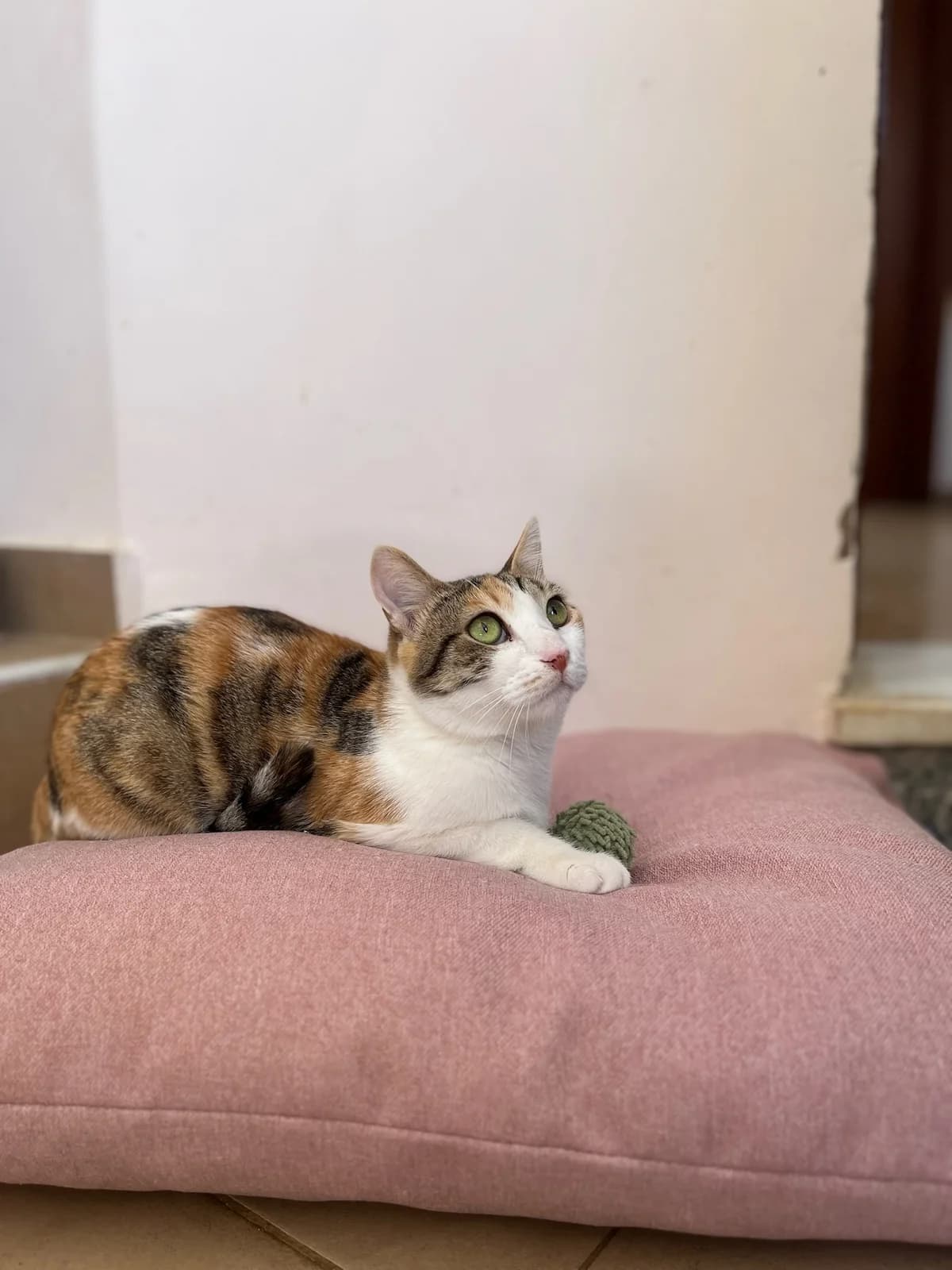 Lily (Λίλυ),  Mixed Breed for adoption at ZEIL — Ζωοφιλική Ένωση Ηλιούπολης, Helioupoli (Athens)