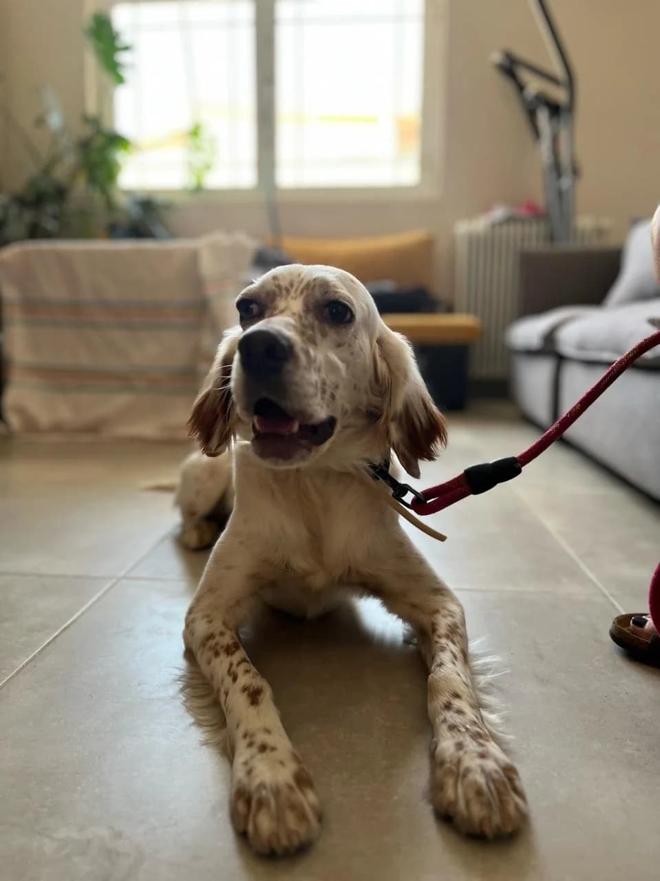 Kasper (Κάσπερ),  Mixed Breed for adoption at ZEIL — Ζωοφιλική Ένωση Ηλιούπολης, Helioupoli (Athens)