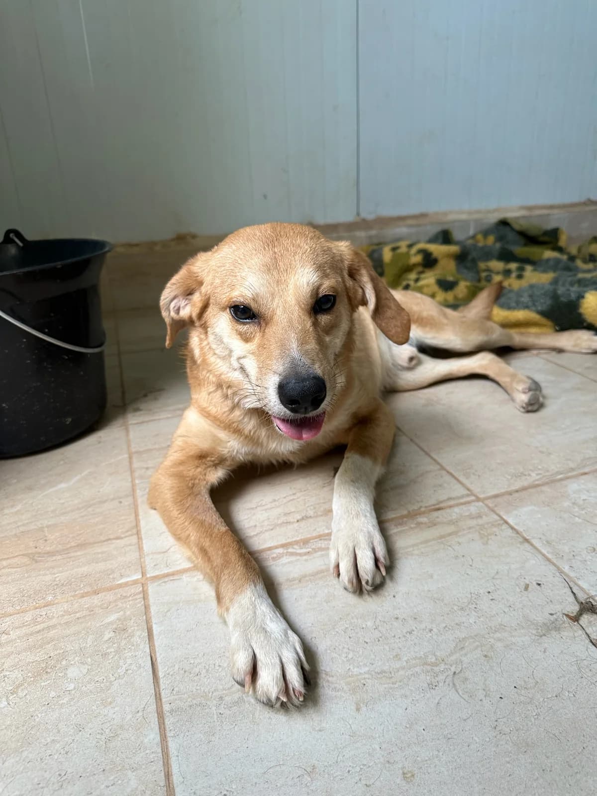 Butter,  Mixed Breed for adoption at ZEIL — Ζωοφιλική Ένωση Ηλιούπολης, Helioupoli (Athens)