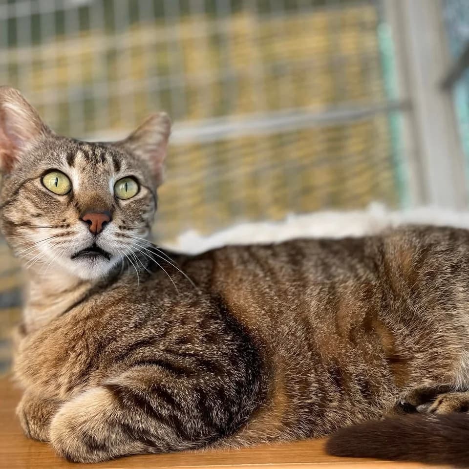 Rony (Ρόνυ),  Mixed Breed for adoption at ZEIL — Ζωοφιλική Ένωση Ηλιούπολης, Helioupoli (Athens)