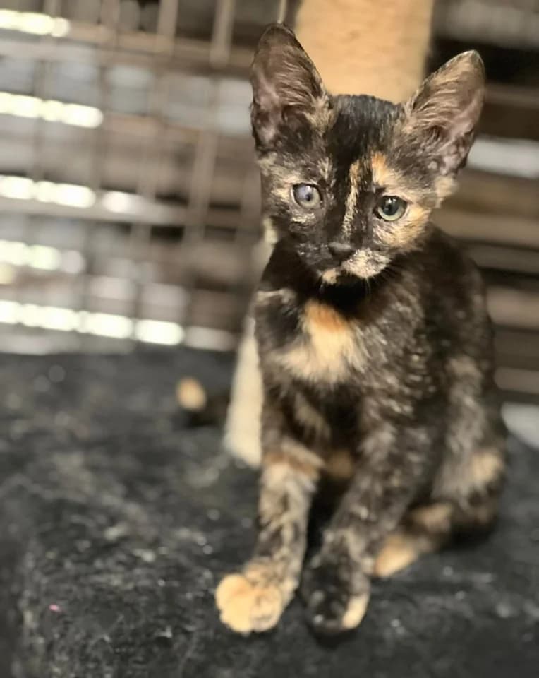Tartine,  Mixed Breed for adoption at ZEIL — Ζωοφιλική Ένωση Ηλιούπολης, Helioupoli (Athens)