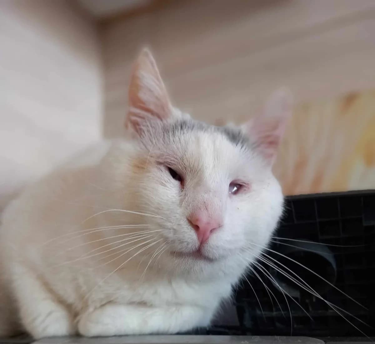 Antrea (Mpotseli) (Αντρέα (Μποτσέλι)),  Mixed Breed for adoption at ZEIL — Ζωοφιλική Ένωση Ηλιούπολης, Helioupoli (Athens)