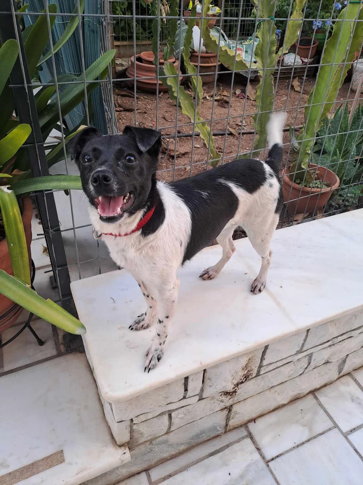 Tarta (Τάρτα),  Mixed Breed for adoption at ZEIL — Ζωοφιλική Ένωση Ηλιούπολης, Helioupoli (Athens)