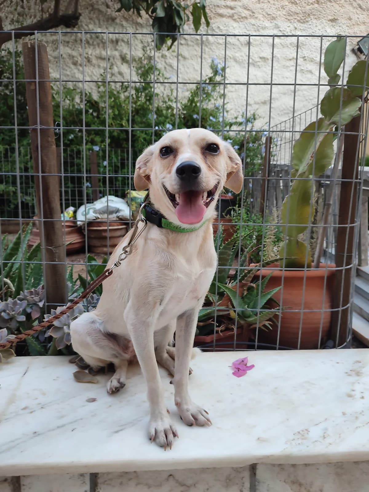 Krema (Κρέμα),  Mixed Breed for adoption at ZEIL — Ζωοφιλική Ένωση Ηλιούπολης, Helioupoli (Athens)