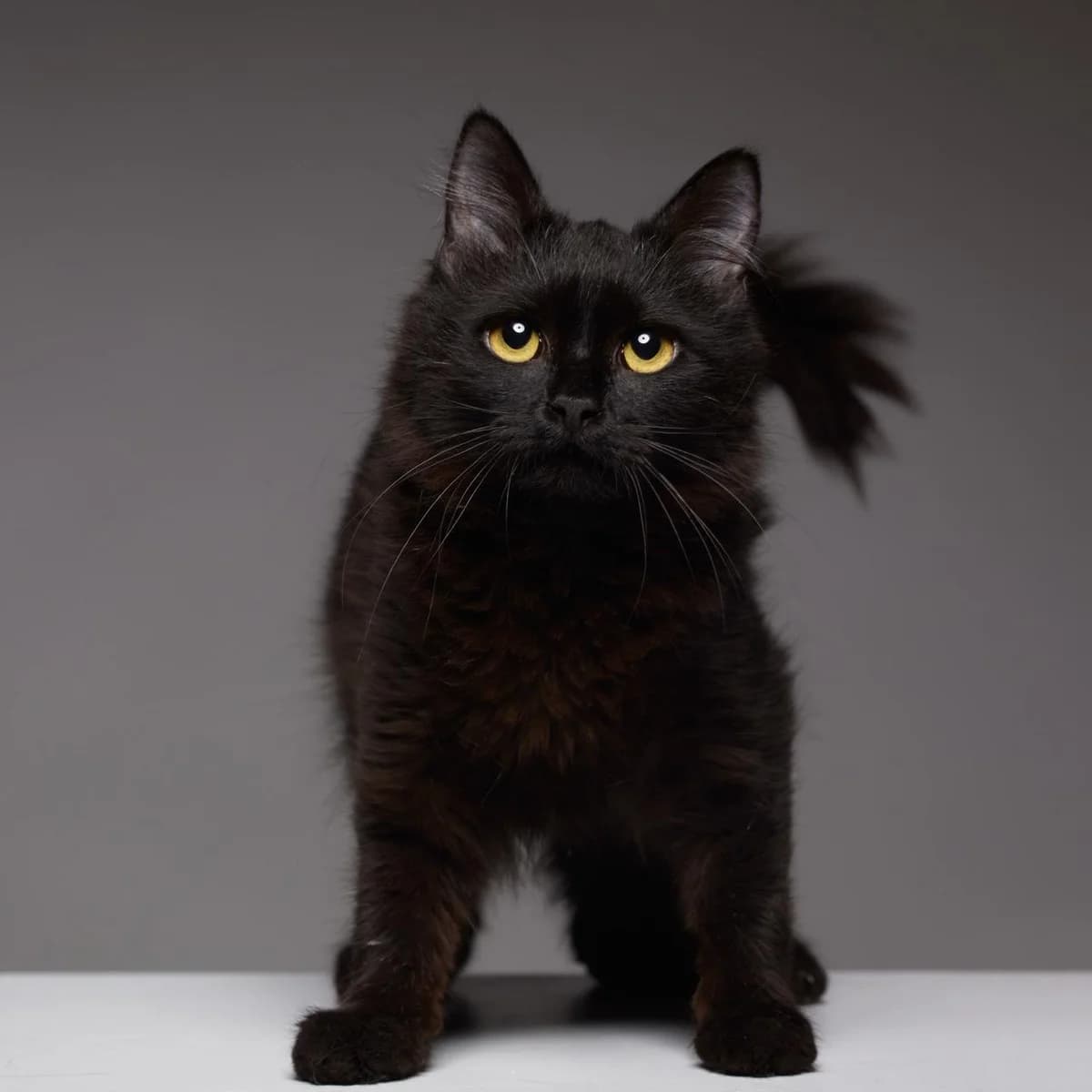 Foyntoyki (Φουντούκι),  Mixed Breed for adoption at ZEIL — Ζωοφιλική Ένωση Ηλιούπολης, Helioupoli (Athens)