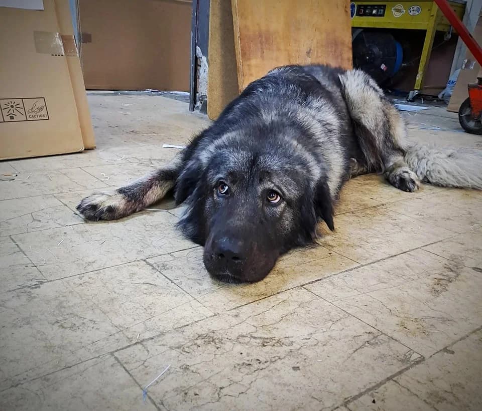 Dias (Δίας),  Mixed Breed for adoption at ZEIL — Ζωοφιλική Ένωση Ηλιούπολης, Helioupoli (Athens)
