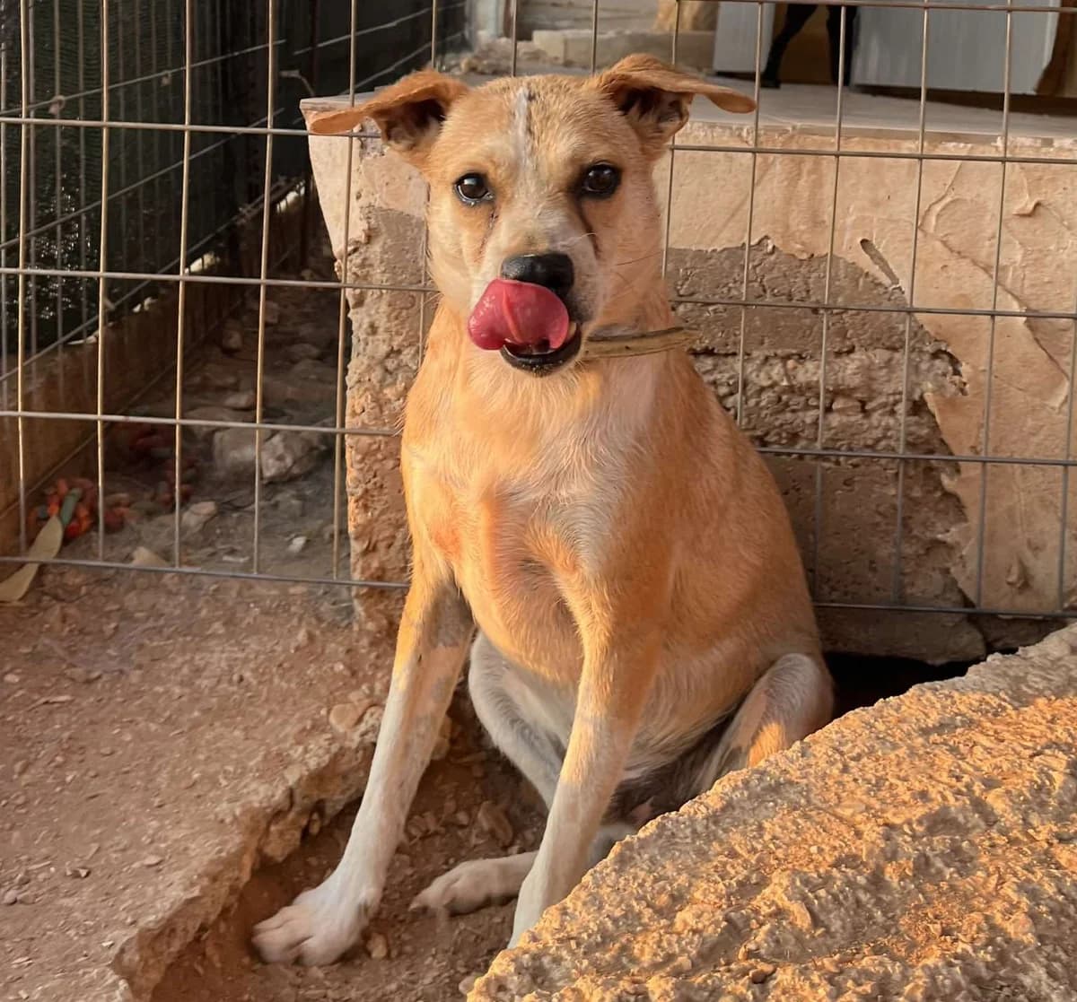 Tofy (Τόφυ),  Mixed Breed for adoption at ZEIL — Ζωοφιλική Ένωση Ηλιούπολης, Helioupoli (Athens)