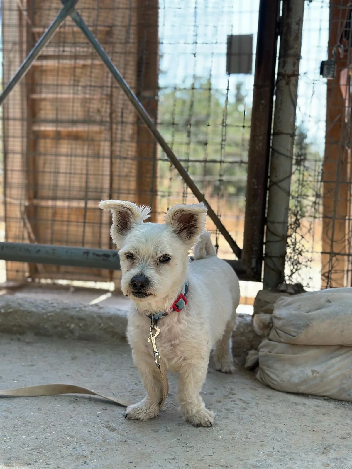 Fiogkos (Φιόγκος),  Mixed Breed for adoption at ZEIL — Ζωοφιλική Ένωση Ηλιούπολης, Helioupoli (Athens)