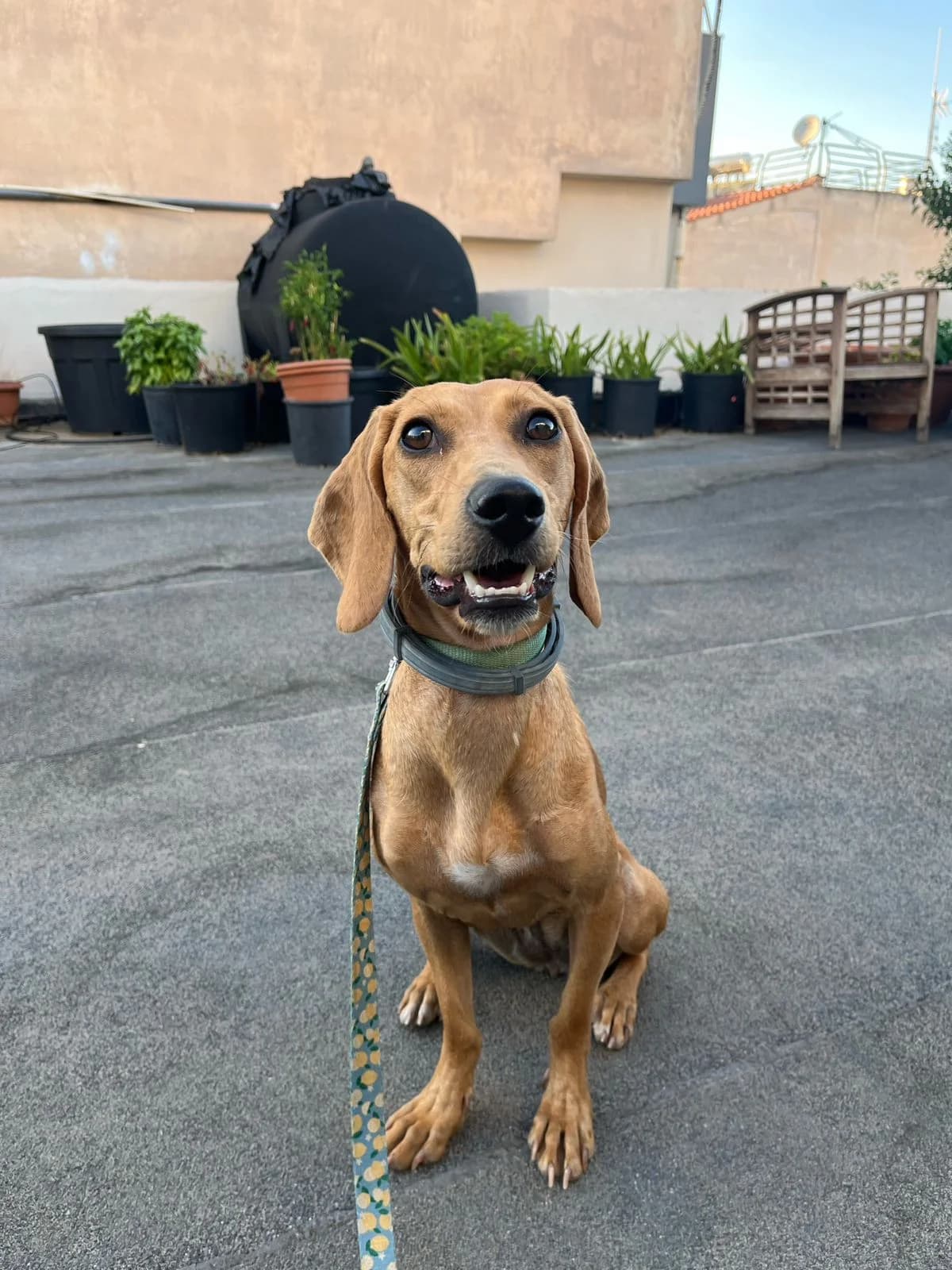 Melina (Μελίνα),  Mixed Breed for adoption at ZEIL — Ζωοφιλική Ένωση Ηλιούπολης, Helioupoli (Athens)