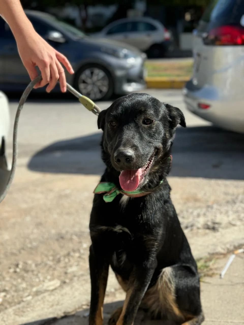Karlos (Κάρλος),  Mixed Breed for adoption at ZEIL — Ζωοφιλική Ένωση Ηλιούπολης, Helioupoli (Athens)