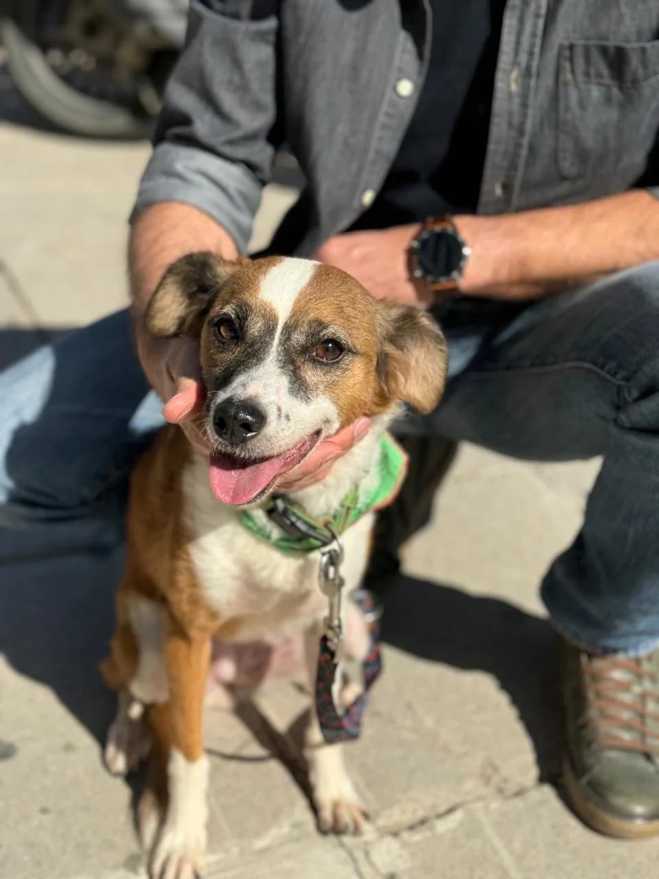 Pegky Soy (Πέγκυ Σου),  Mixed Breed for adoption at ZEIL — Ζωοφιλική Ένωση Ηλιούπολης, Helioupoli (Athens)