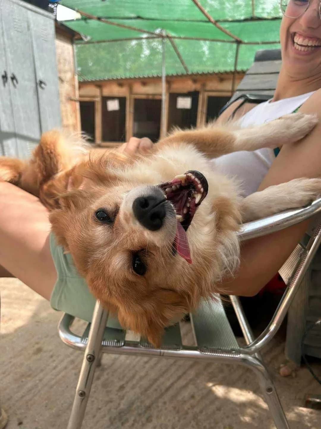 Nugget,  Mixed Breed for adoption at ZEIL — Ζωοφιλική Ένωση Ηλιούπολης, Helioupoli (Athens)