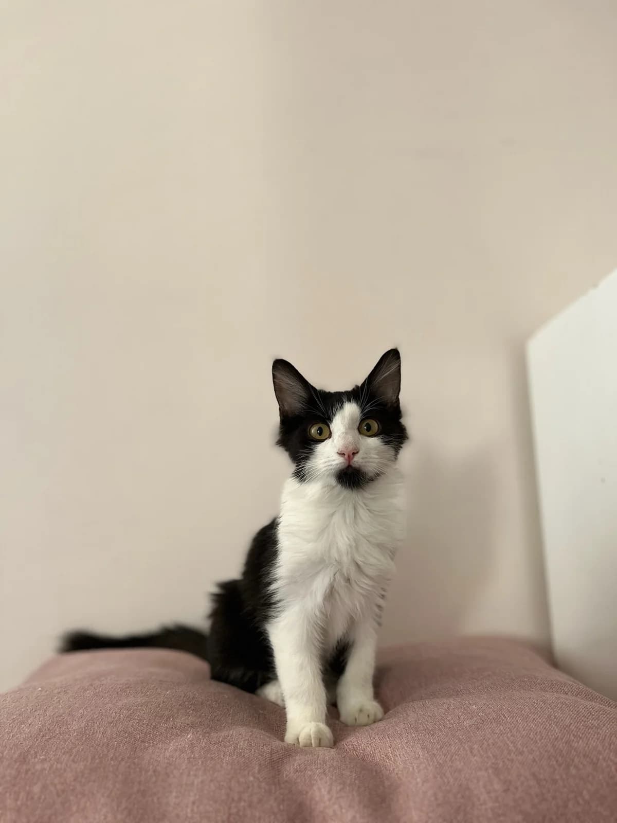 Mpella (Μπέλλα),  Mixed Breed for adoption at ZEIL — Ζωοφιλική Ένωση Ηλιούπολης, Helioupoli (Athens)