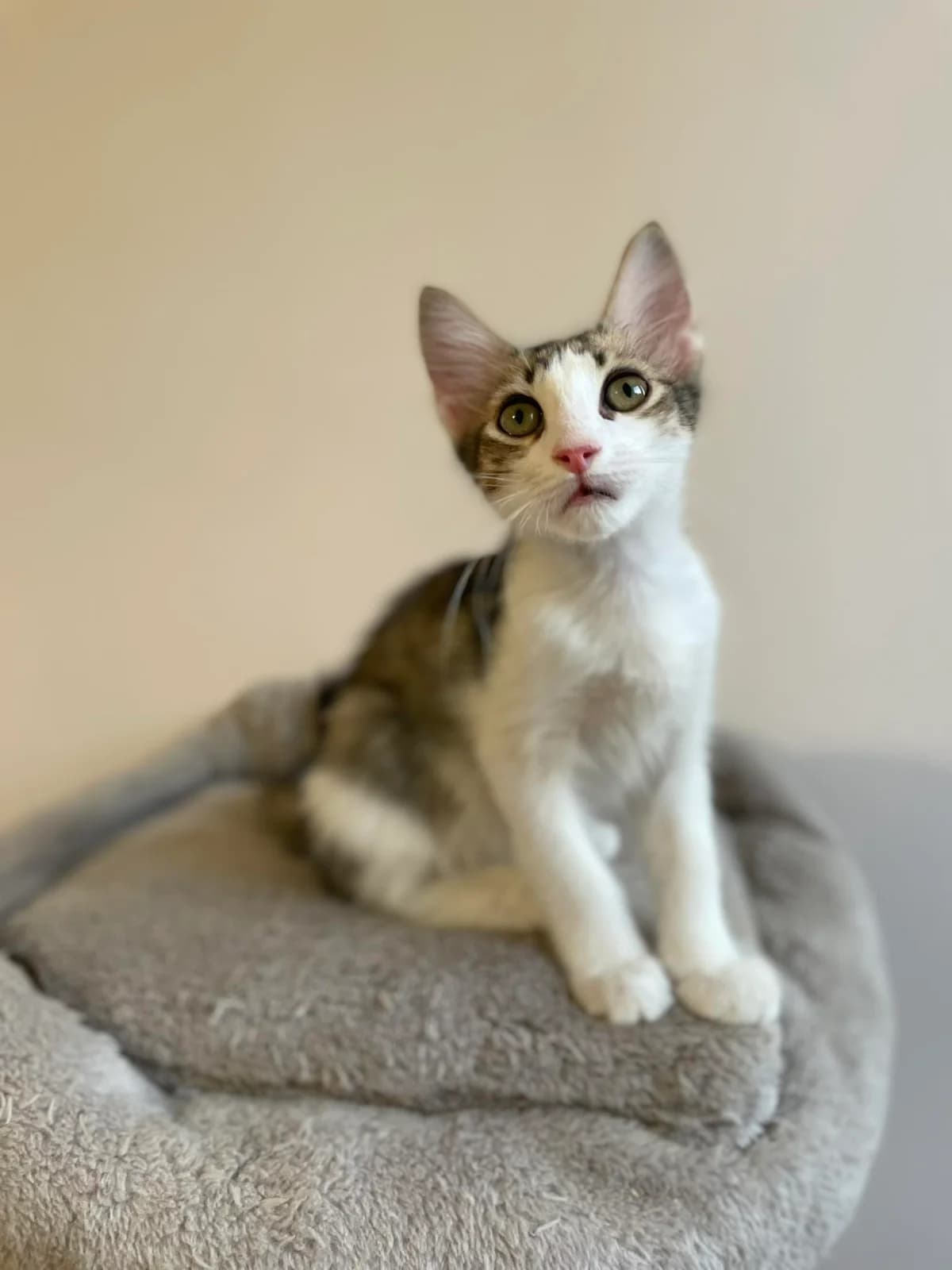 Sardelas (Σαρδέλας),  Mixed Breed for adoption at ZEIL — Ζωοφιλική Ένωση Ηλιούπολης, Helioupoli (Athens)