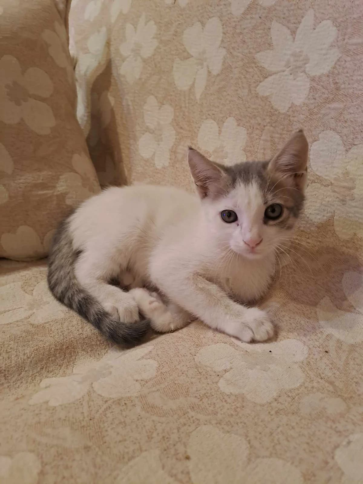 Meli (Μέλη),  Mixed Breed for adoption at ZEIL — Ζωοφιλική Ένωση Ηλιούπολης, Helioupoli (Athens)