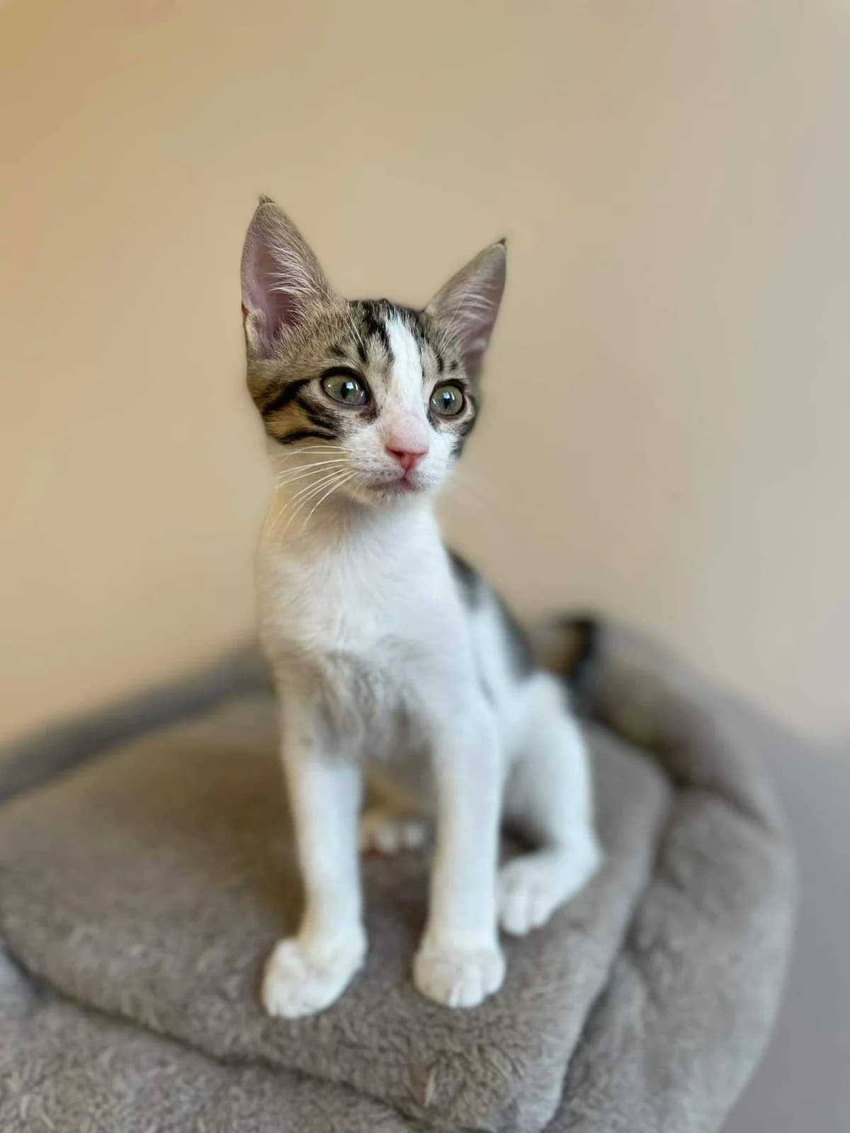 Gkoyfy (Γκούφυ),  Mixed Breed for adoption at ZEIL — Ζωοφιλική Ένωση Ηλιούπολης, Helioupoli (Athens)