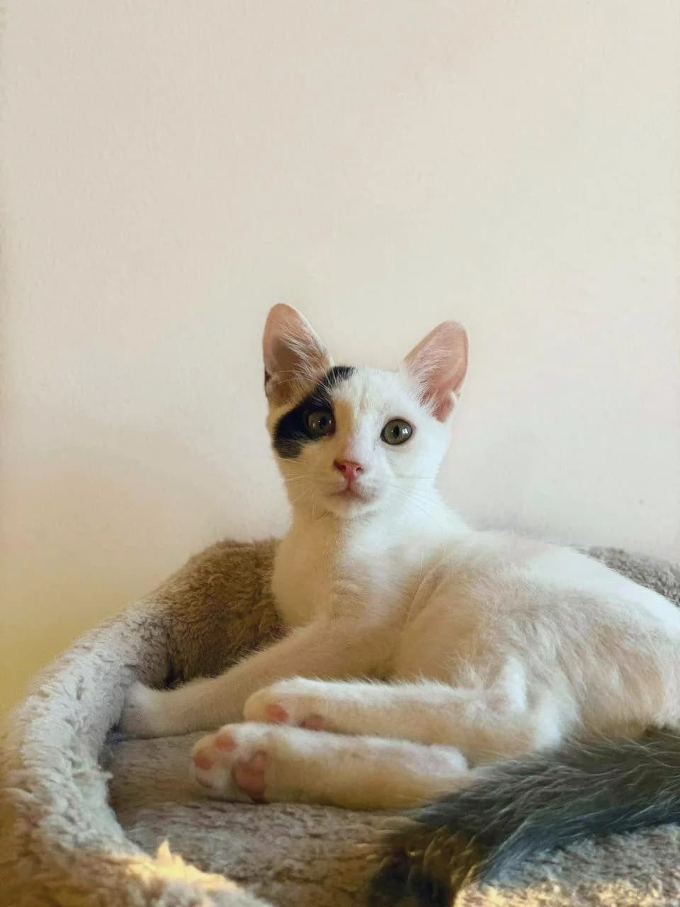 Spot (Σποτ),  Mixed Breed for adoption at ZEIL — Ζωοφιλική Ένωση Ηλιούπολης, Helioupoli (Athens)
