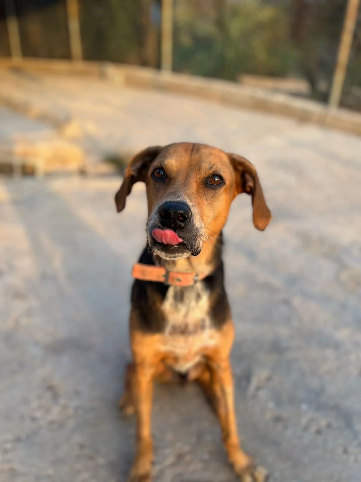 Hunter,  Mixed Breed for adoption at ZEIL — Ζωοφιλική Ένωση Ηλιούπολης, Helioupoli (Athens)