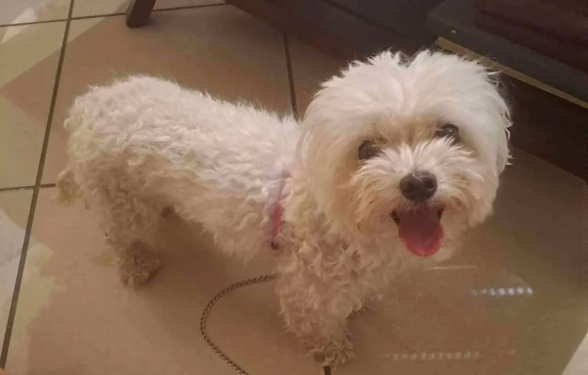 Mpela (Μπέλα),  Mixed Breed for adoption at ZEIL — Ζωοφιλική Ένωση Ηλιούπολης, Helioupoli (Athens)