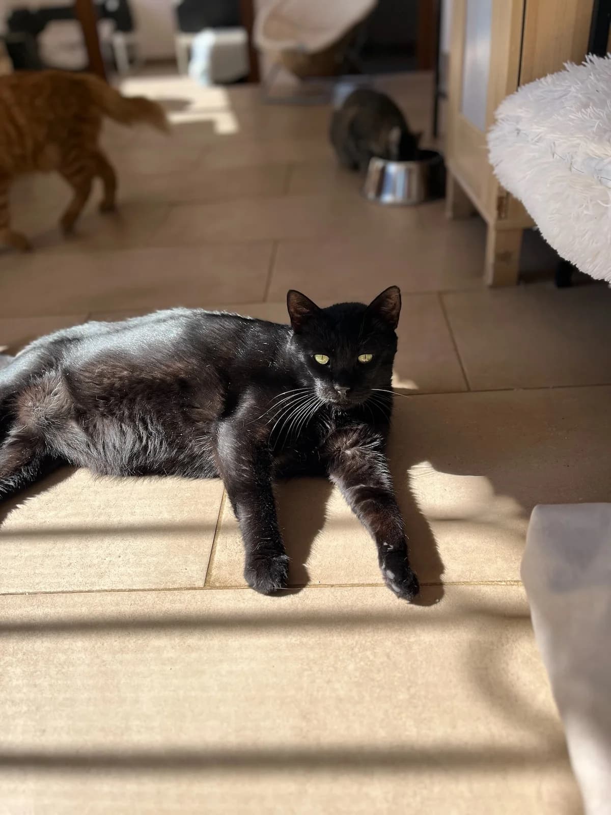 Paylos (Παύλος),  Mixed Breed for adoption at ZEIL — Ζωοφιλική Ένωση Ηλιούπολης, Helioupoli (Athens)