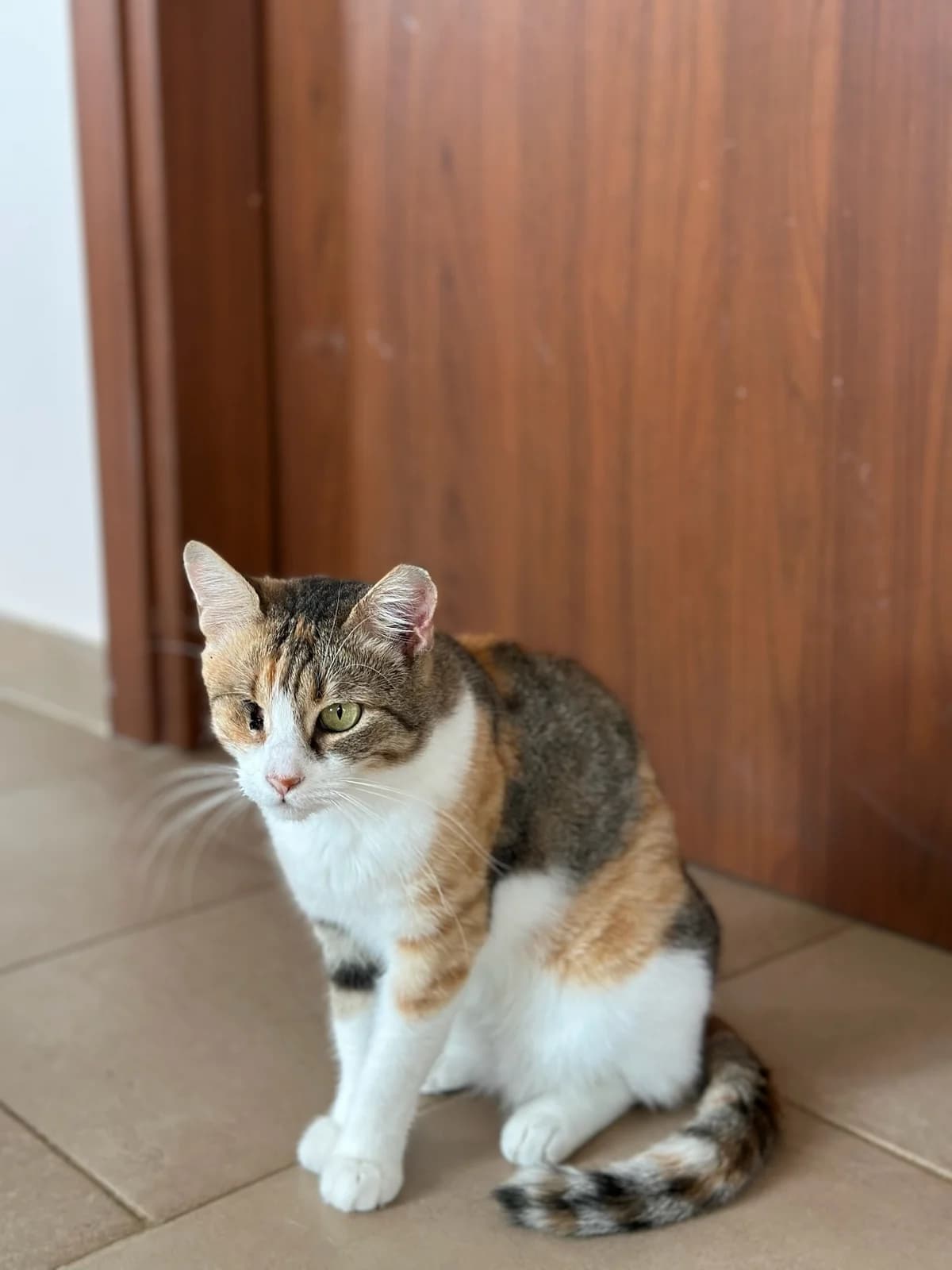 Nami (Νάμι),  Mixed Breed for adoption at ZEIL — Ζωοφιλική Ένωση Ηλιούπολης, Helioupoli (Athens)
