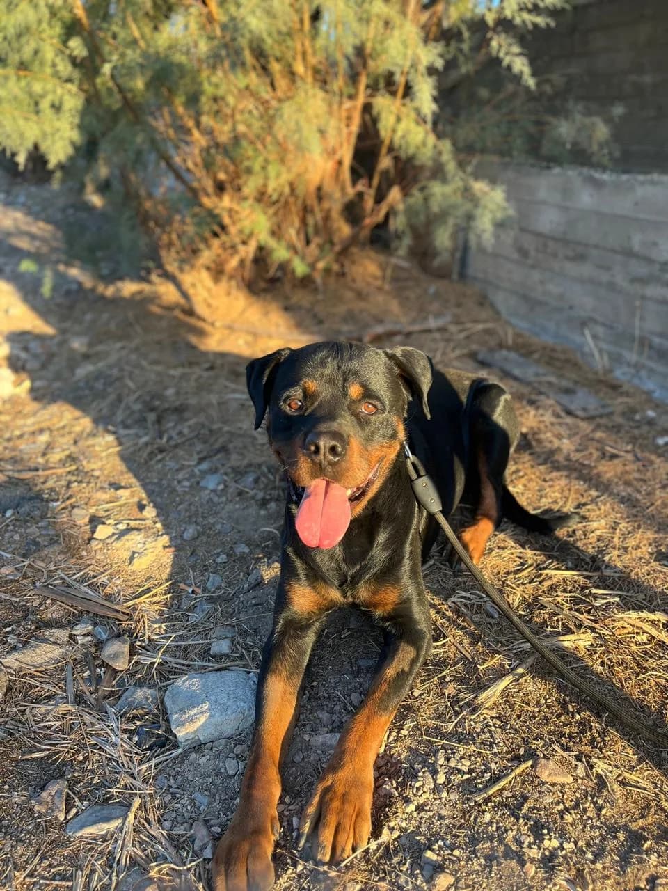 Fermpi (Φέρμπι),  Mixed Breed for adoption at ZEIL — Ζωοφιλική Ένωση Ηλιούπολης, Helioupoli (Athens)