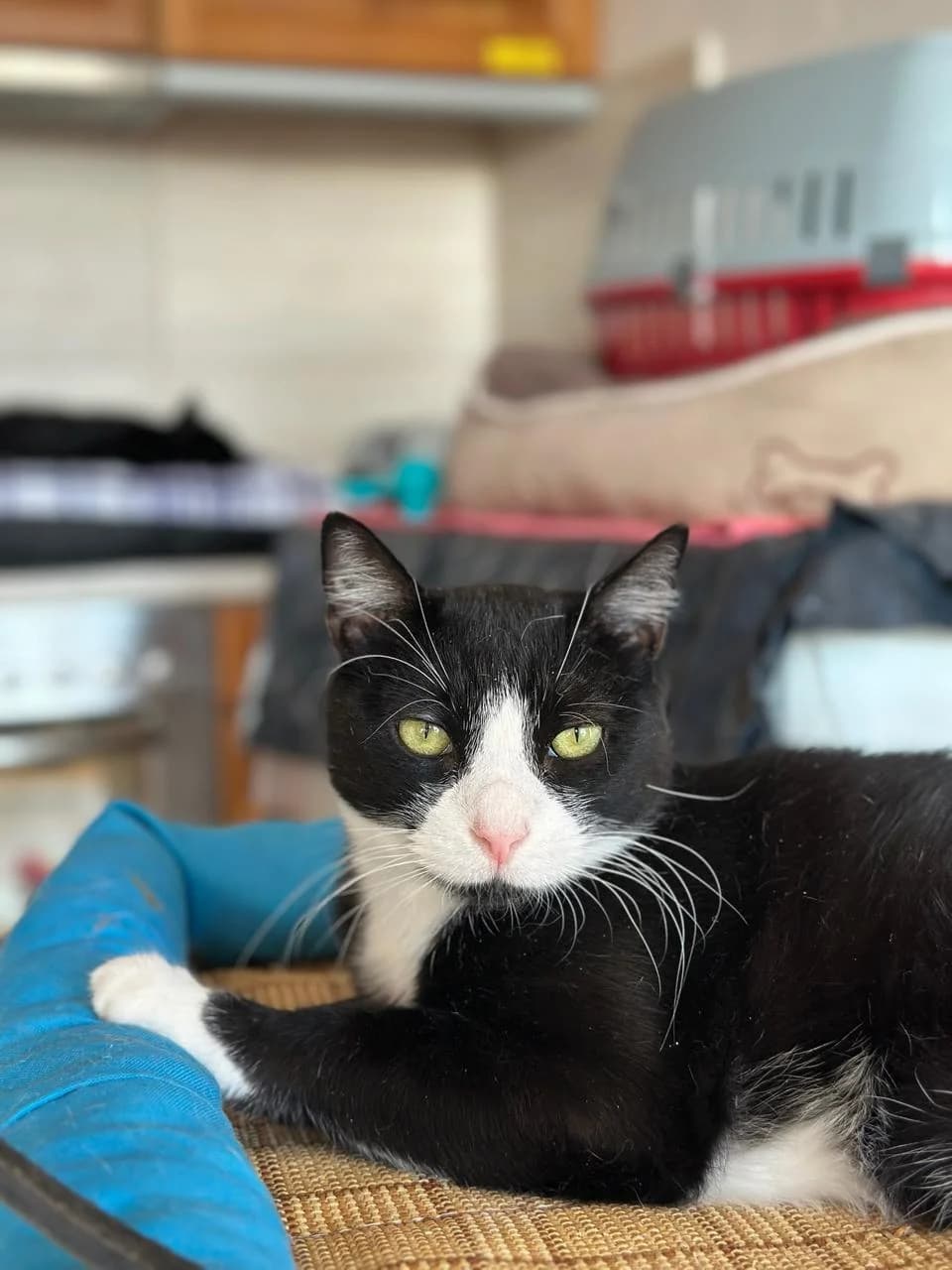 Olivia (Ολίβια),  Mixed Breed for adoption at ZEIL — Ζωοφιλική Ένωση Ηλιούπολης, Helioupoli (Athens)