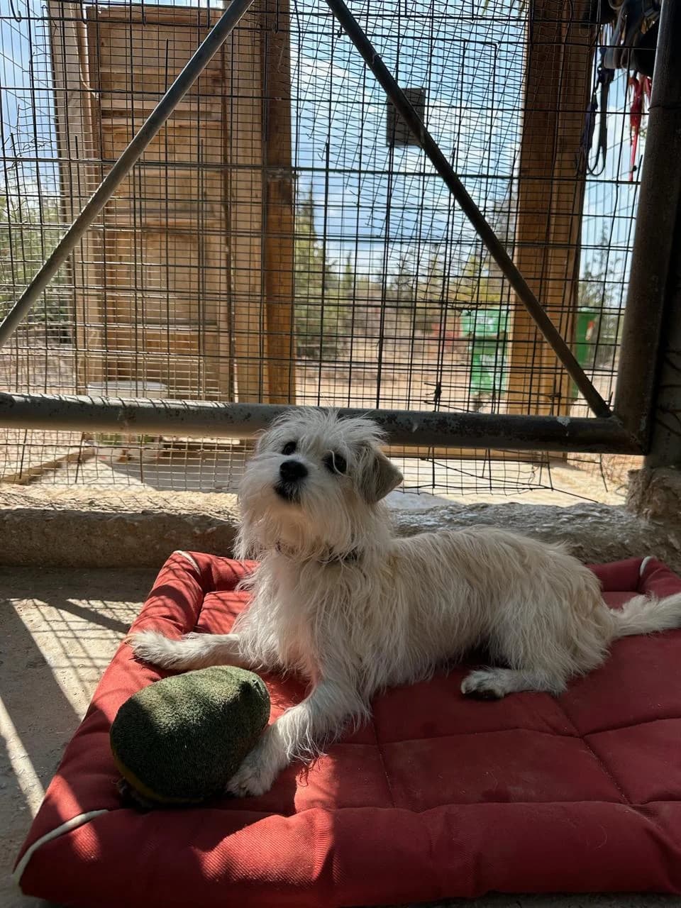 Mirka (Μίρκα),  Mixed Breed for adoption at ZEIL — Ζωοφιλική Ένωση Ηλιούπολης, Helioupoli (Athens)