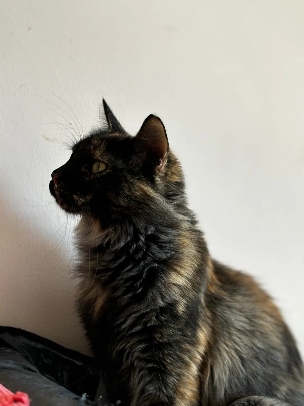 Paola (Πάολα),  Mixed Breed for adoption at ZEIL — Ζωοφιλική Ένωση Ηλιούπολης, Helioupoli (Athens)