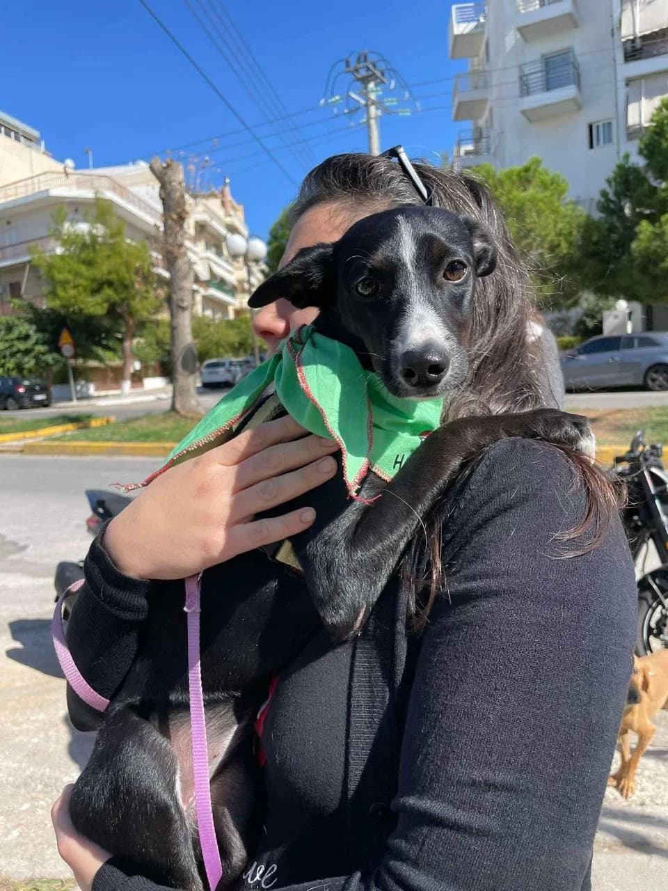 Bambie,  Mixed Breed for adoption at ZEIL — Ζωοφιλική Ένωση Ηλιούπολης, Helioupoli (Athens)