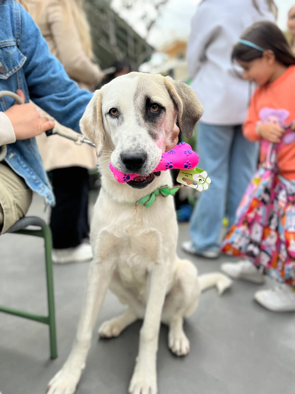 Patty,  Mixed Breed for adoption at ZEIL — Ζωοφιλική Ένωση Ηλιούπολης, Helioupoli (Athens)