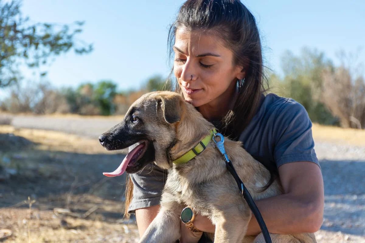Pikla (Πίκλα),  Mixed Breed for adoption at ZEIL — Ζωοφιλική Ένωση Ηλιούπολης, Helioupoli (Athens)