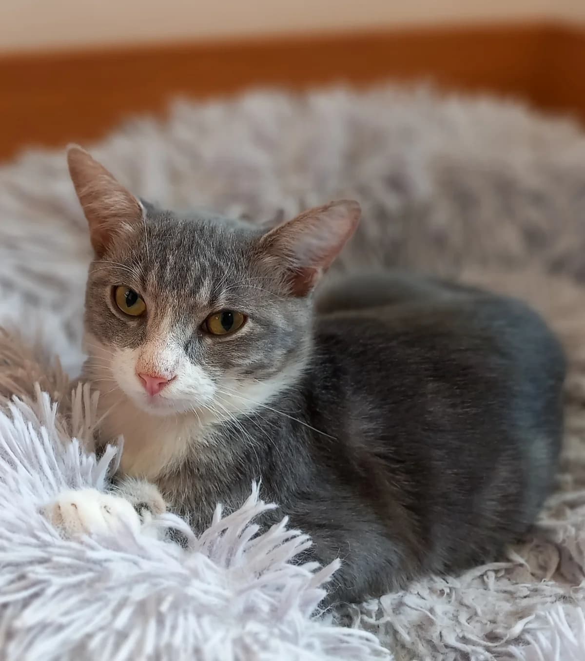 Fotis (Φώτης),  Mixed Breed for adoption at ZEIL — Ζωοφιλική Ένωση Ηλιούπολης, Helioupoli (Athens)