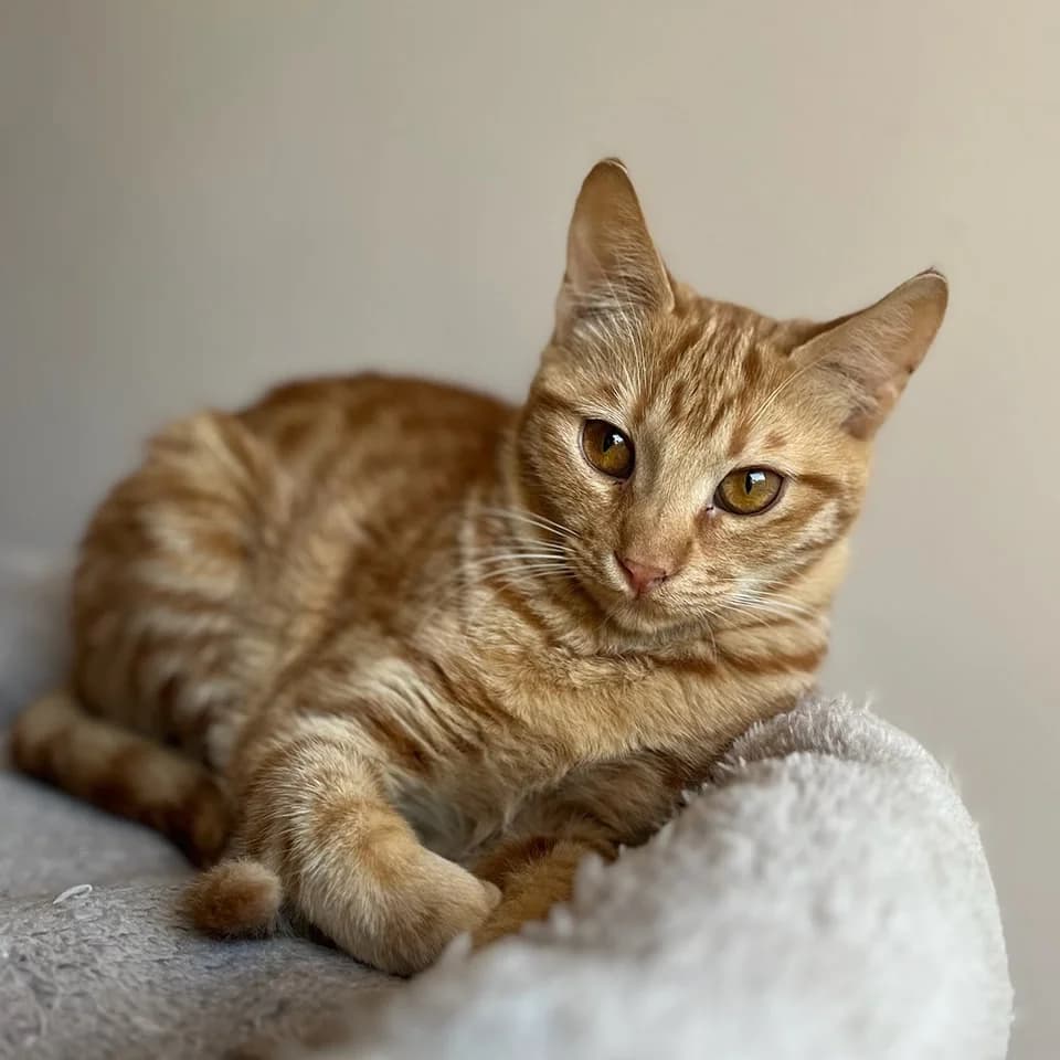 Ntalia (Ντάλια),  Mixed Breed for adoption at ZEIL — Ζωοφιλική Ένωση Ηλιούπολης, Helioupoli (Athens)