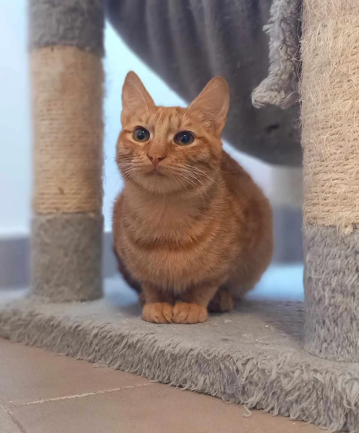 Aggela (Αγγέλα),  Mixed Breed for adoption at ZEIL — Ζωοφιλική Ένωση Ηλιούπολης, Helioupoli (Athens)