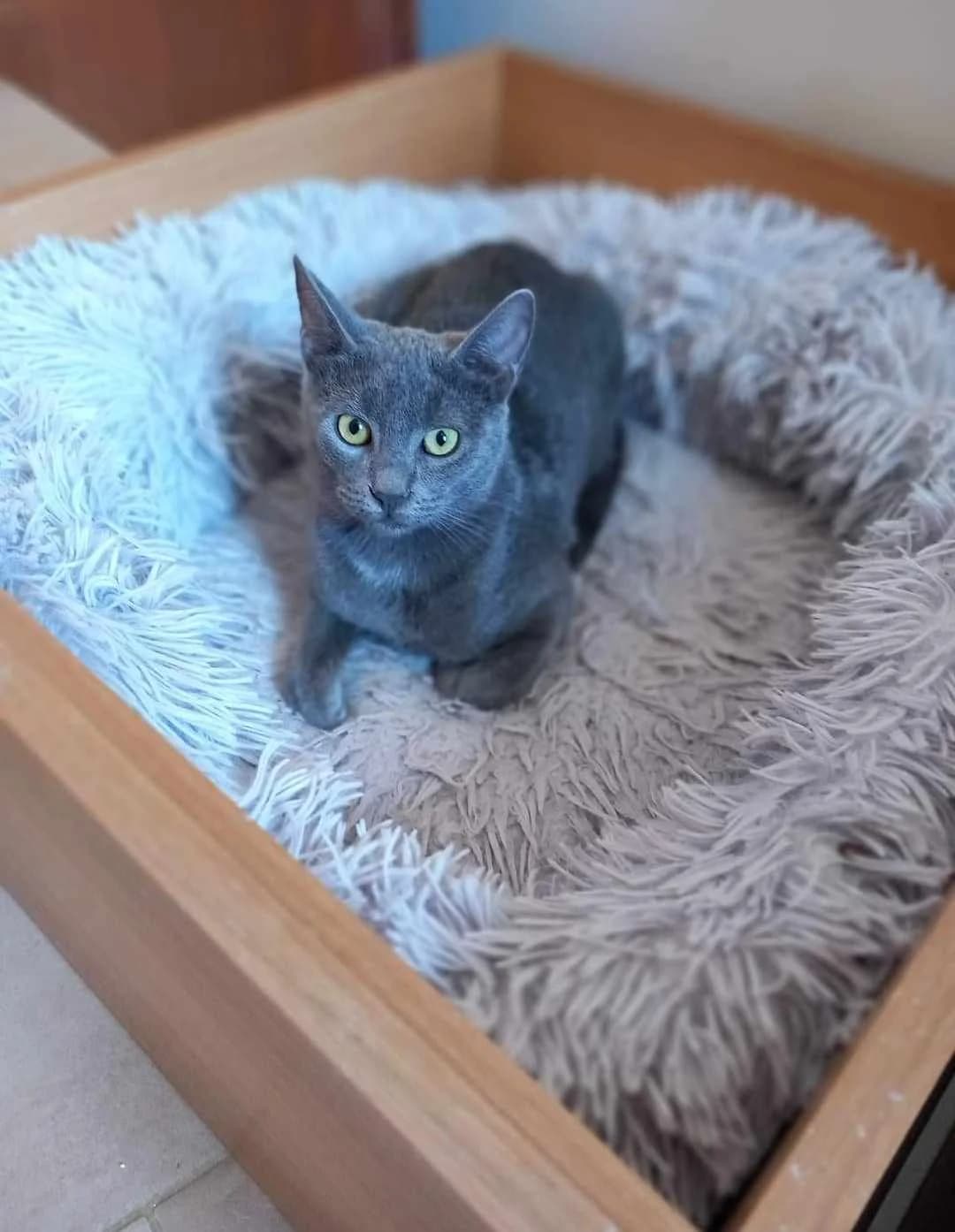 Spyros (Σπύρος),  Mixed Breed for adoption at ZEIL — Ζωοφιλική Ένωση Ηλιούπολης, Helioupoli (Athens)