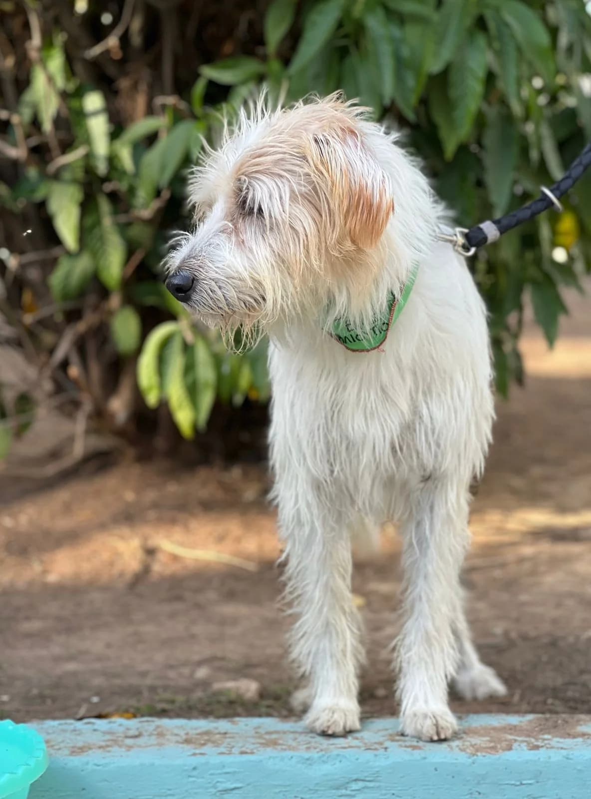 Gabriel,  Mixed Breed for adoption at ZEIL — Ζωοφιλική Ένωση Ηλιούπολης, Helioupoli (Athens)