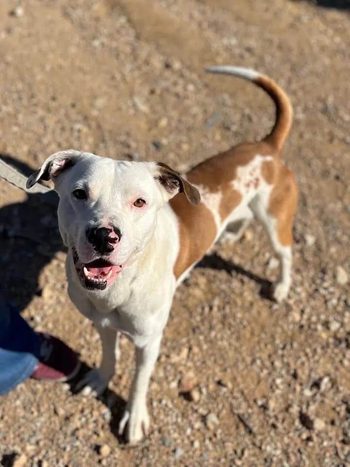 Bronco,  Mixed Breed for adoption at ZEIL — Ζωοφιλική Ένωση Ηλιούπολης, Helioupoli (Athens)