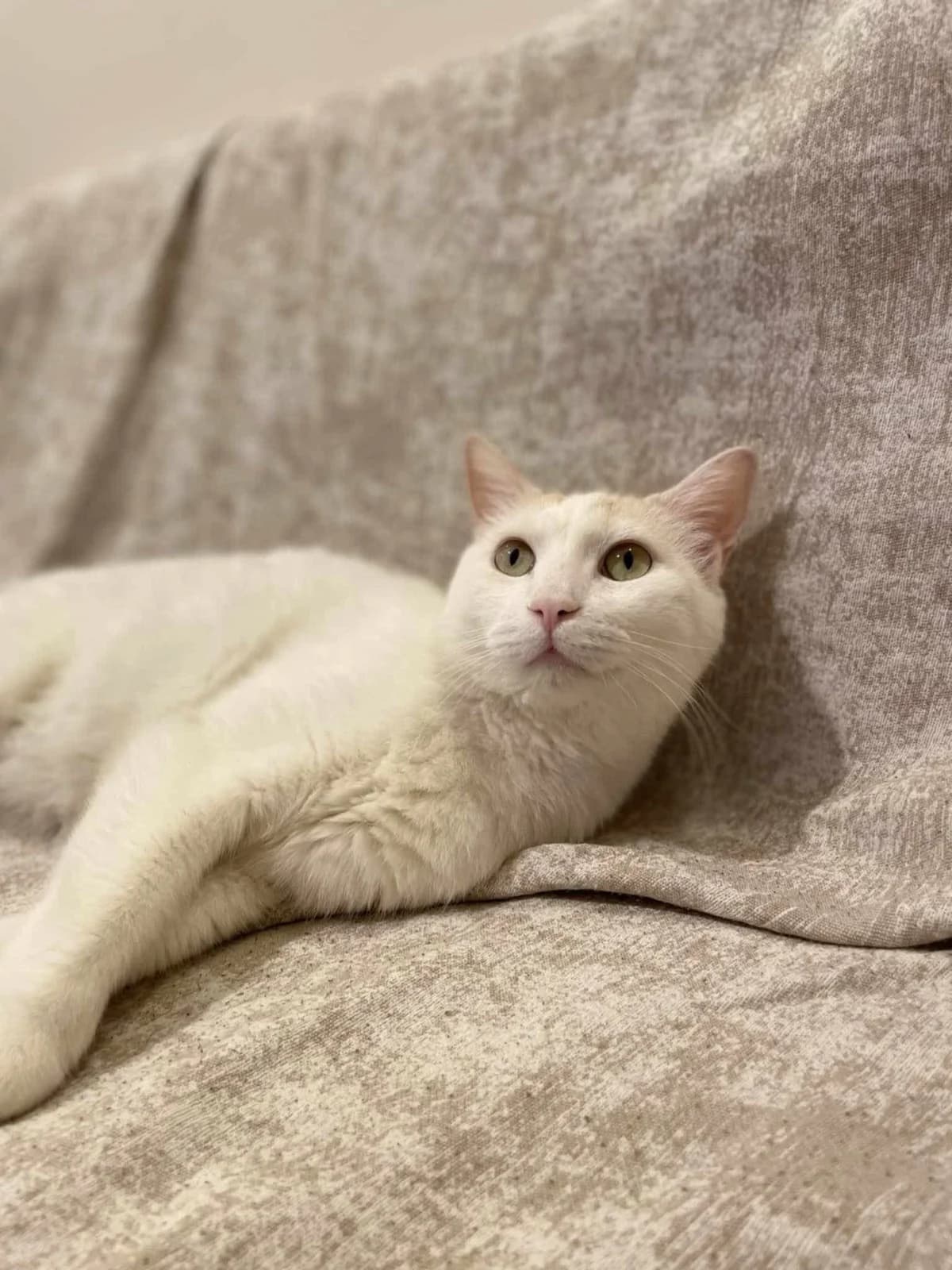 Foivos (Φοίβος),  Mixed Breed for adoption at ZEIL — Ζωοφιλική Ένωση Ηλιούπολης, Helioupoli (Athens)