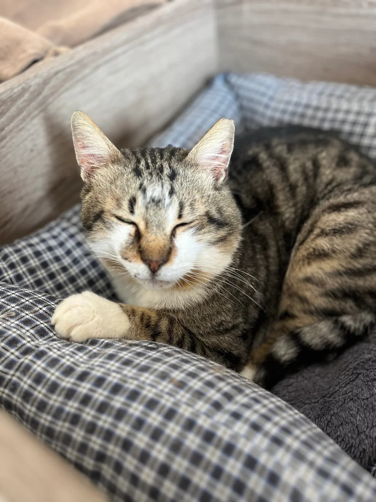 Mygdalos (Μύγδαλος),  Mixed Breed for adoption at ZEIL — Ζωοφιλική Ένωση Ηλιούπολης, Helioupoli (Athens)