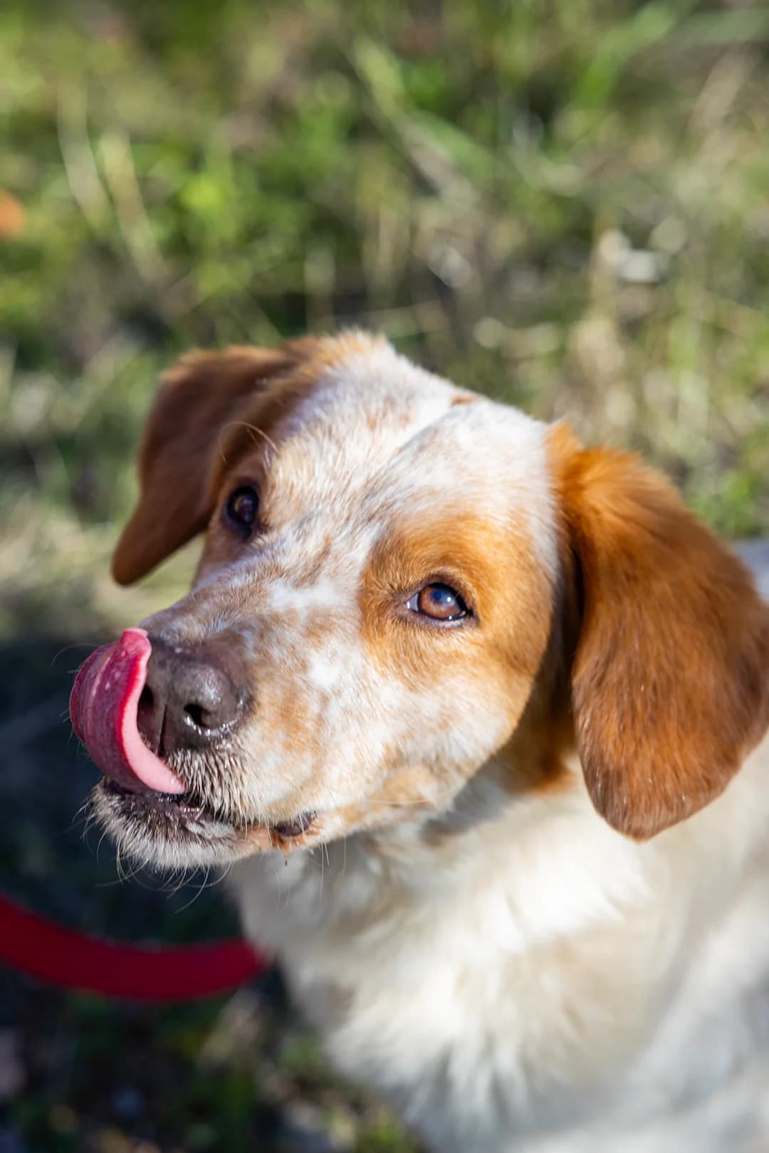 Roynti (Ρούντι),  Mixed Breed for adoption at ZEIL — Ζωοφιλική Ένωση Ηλιούπολης, Helioupoli (Athens)