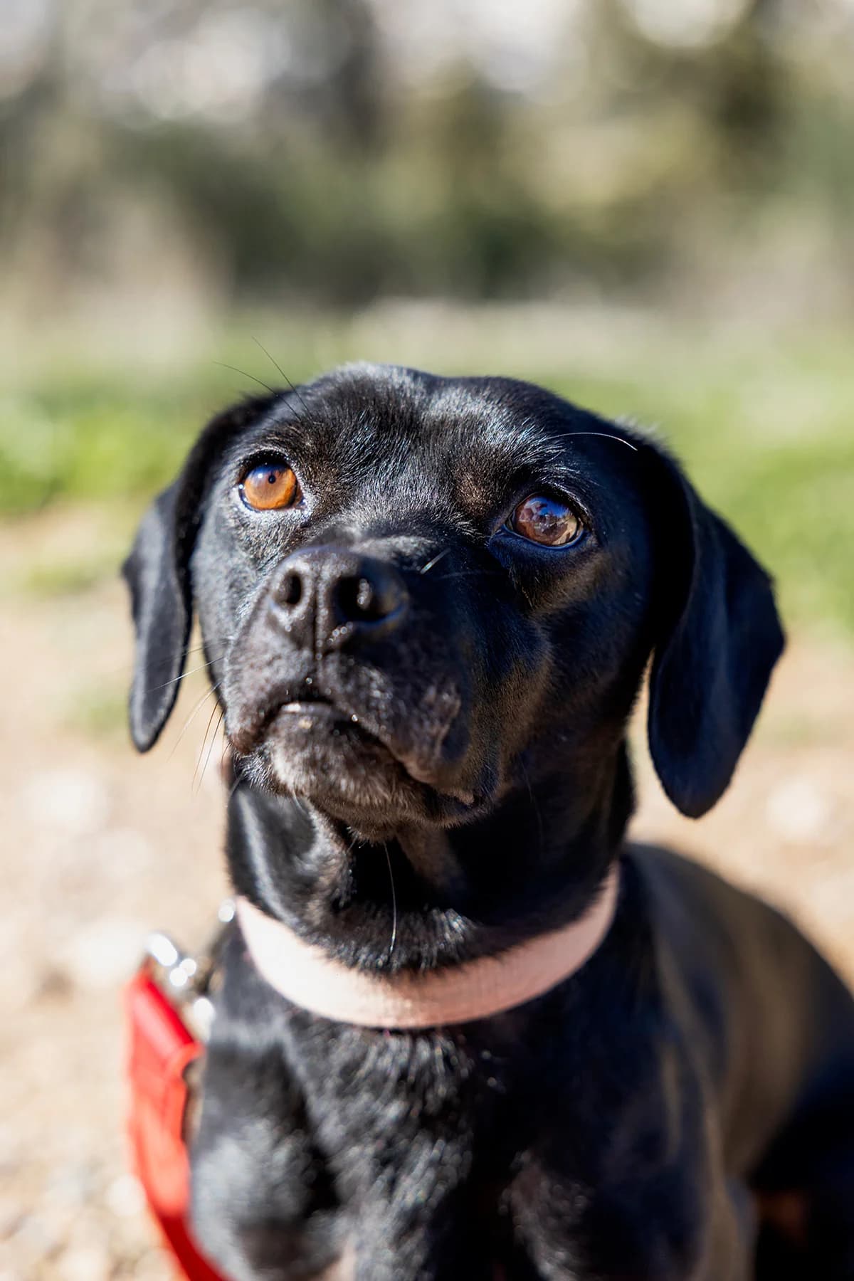 Mallias (Μαλλιάς),  Mixed Breed for adoption at ZEIL — Ζωοφιλική Ένωση Ηλιούπολης, Helioupoli (Athens)