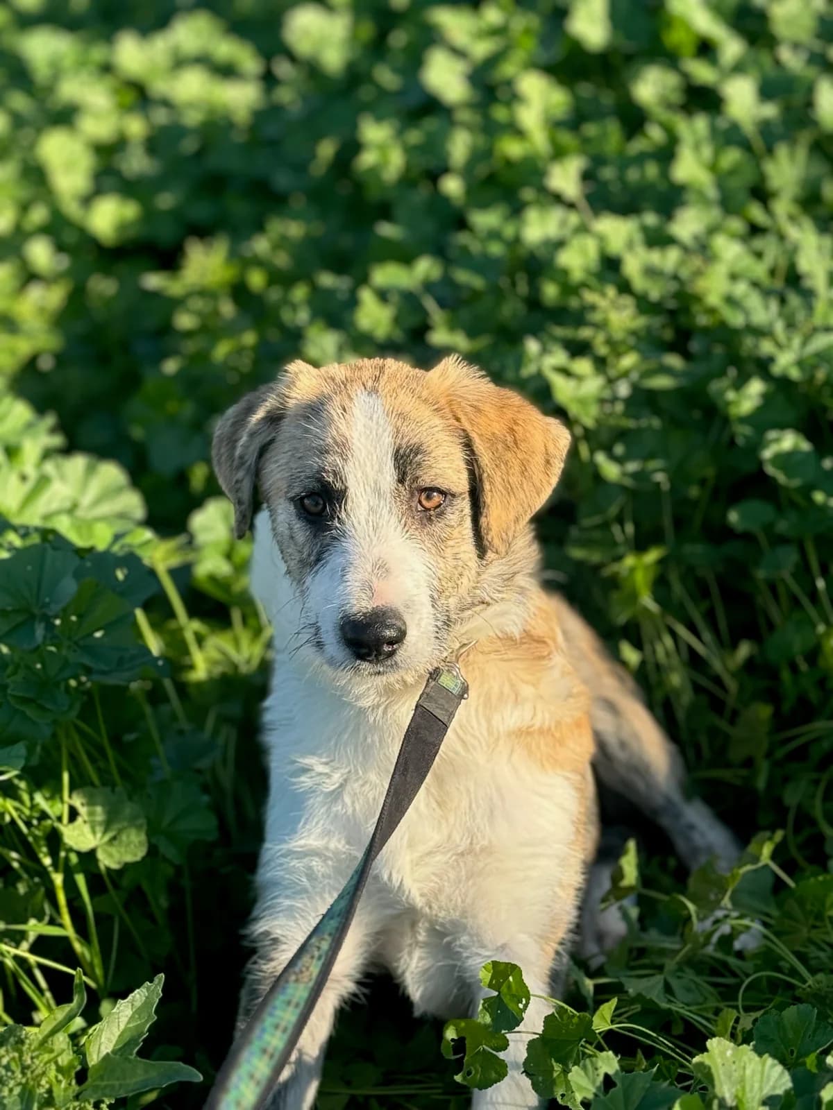 Meli (Mέλι),  Mixed Breed for adoption at ZEIL — Ζωοφιλική Ένωση Ηλιούπολης, Helioupoli (Athens)