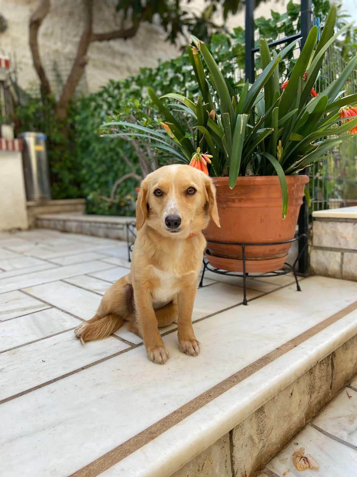 Yuri,  Mixed Breed for adoption at ZEIL — Ζωοφιλική Ένωση Ηλιούπολης, Helioupoli (Athens)