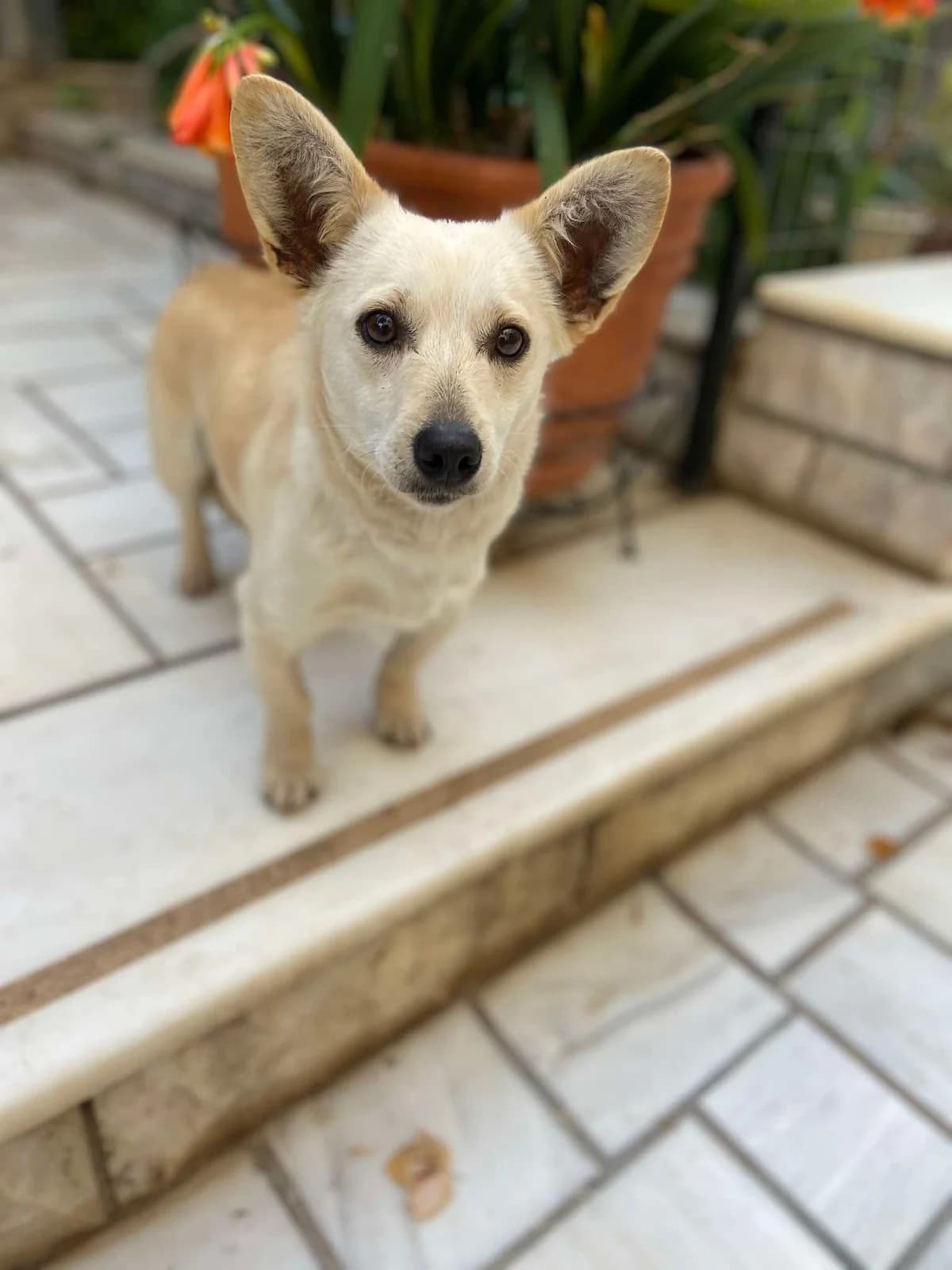 Airi,  Mixed Breed for adoption at ZEIL — Ζωοφιλική Ένωση Ηλιούπολης, Helioupoli (Athens)