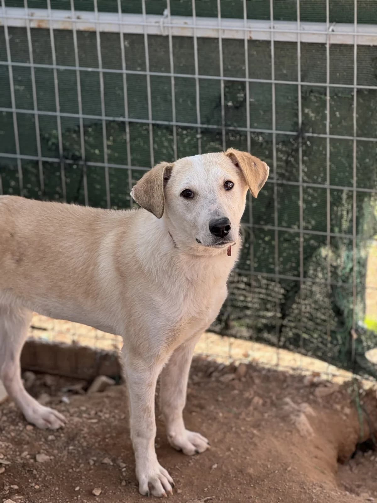 Foivos (Φοίβος),  Mixed Breed for adoption at ZEIL — Ζωοφιλική Ένωση Ηλιούπολης, Helioupoli (Athens)