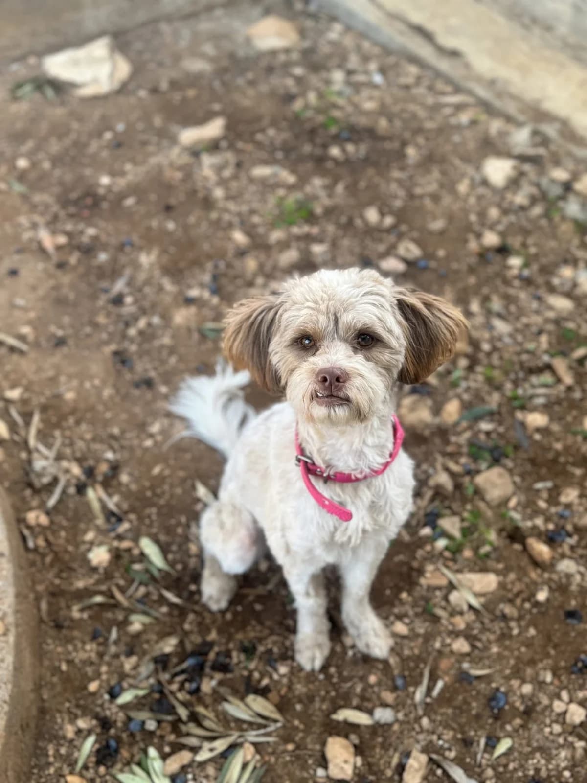 Ntarsy (Ντάρσυ),  Mixed Breed for adoption at ZEIL — Ζωοφιλική Ένωση Ηλιούπολης, Helioupoli (Athens)