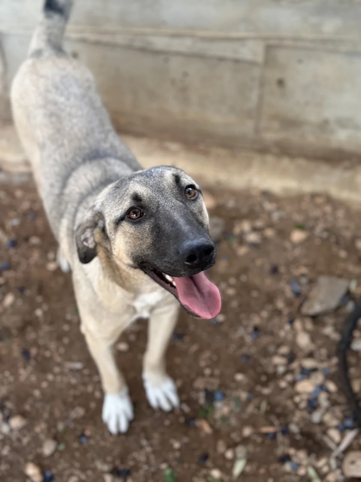 Roza (Ρόζα),  Mixed Breed for adoption at ZEIL — Ζωοφιλική Ένωση Ηλιούπολης, Helioupoli (Athens)