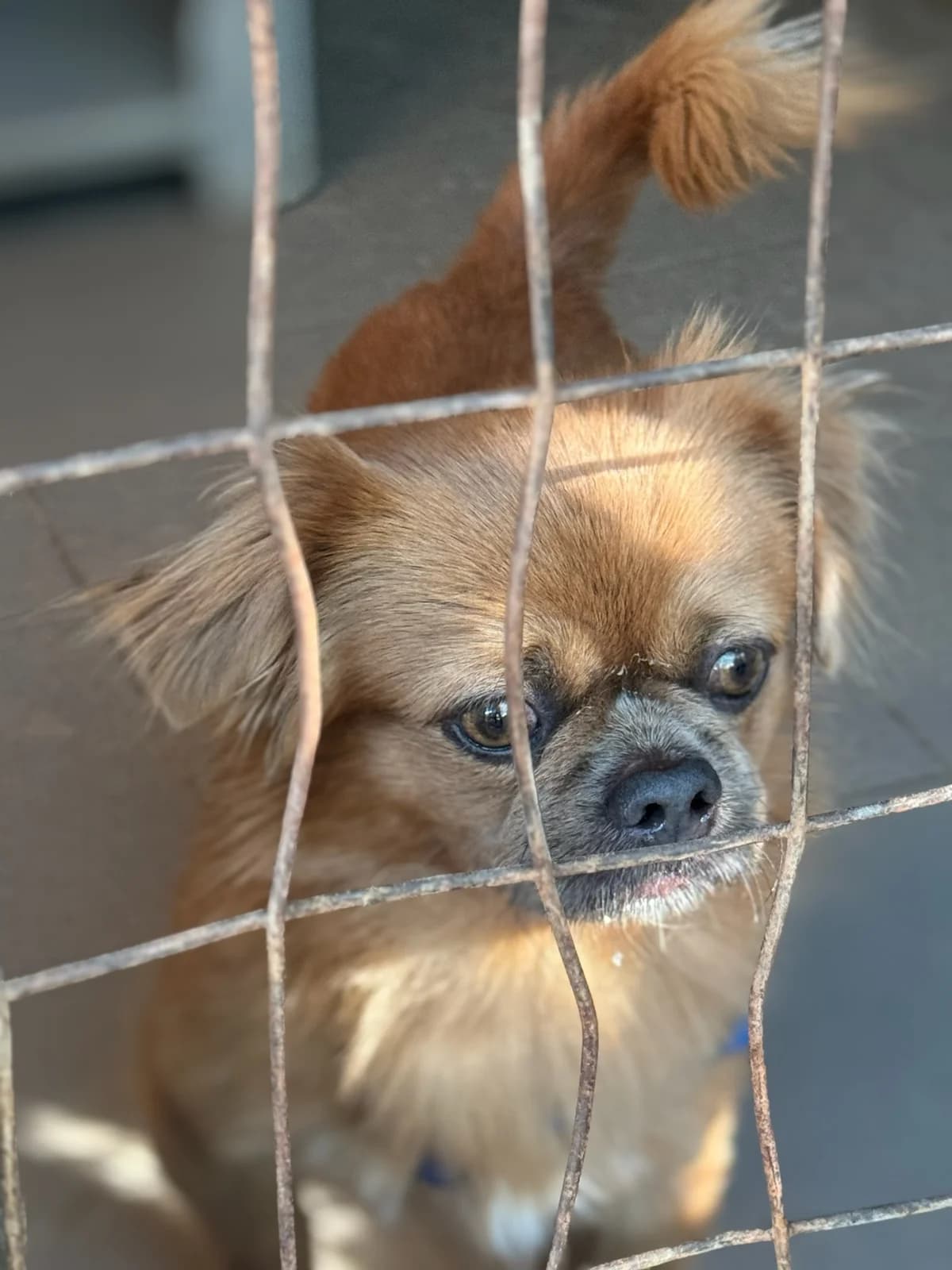 Tsiko (Τσίκο),  Mixed Breed for adoption at ZEIL — Ζωοφιλική Ένωση Ηλιούπολης, Helioupoli (Athens)